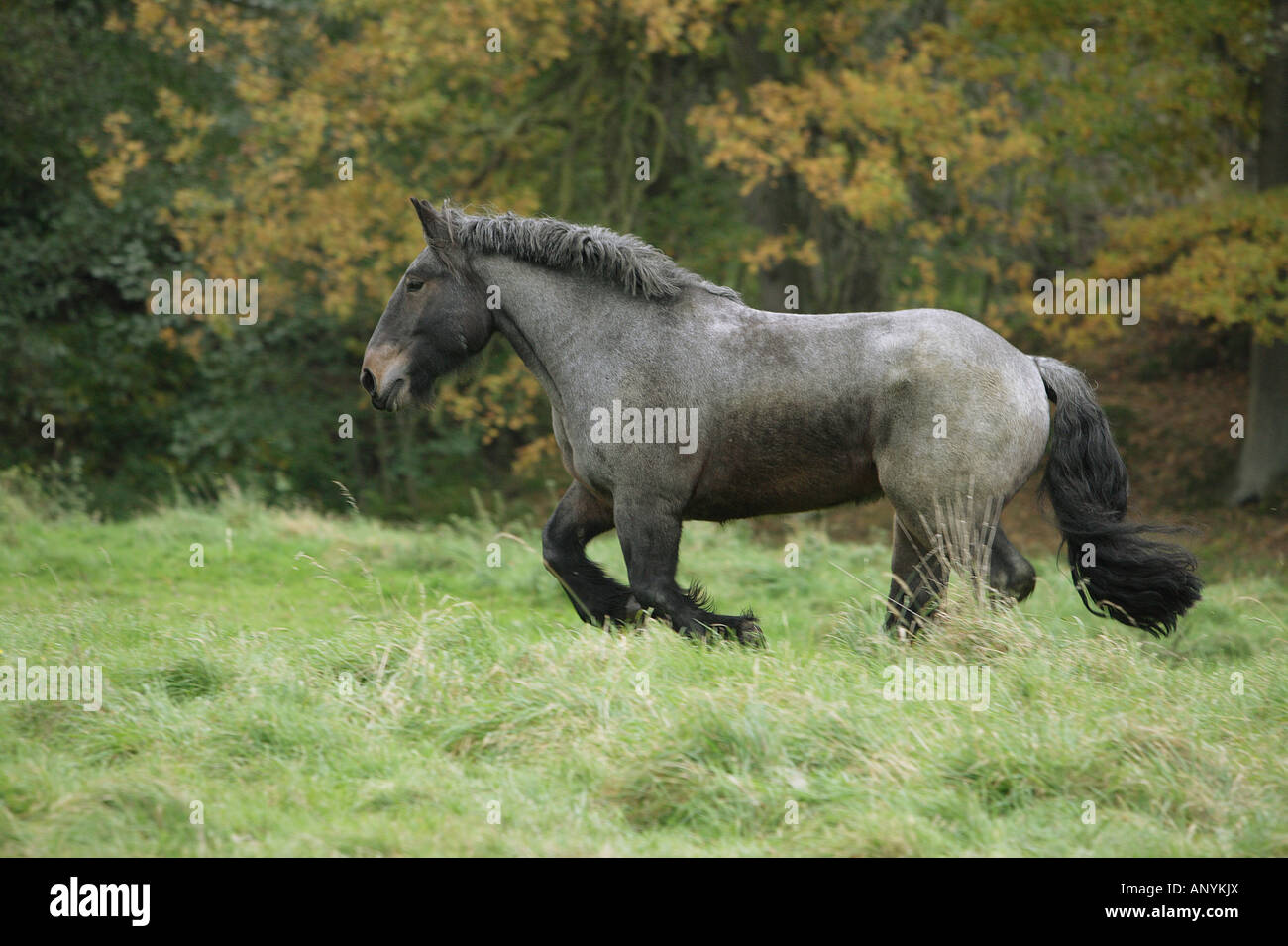 Brabant Flamand - en cours on meadow Banque D'Images