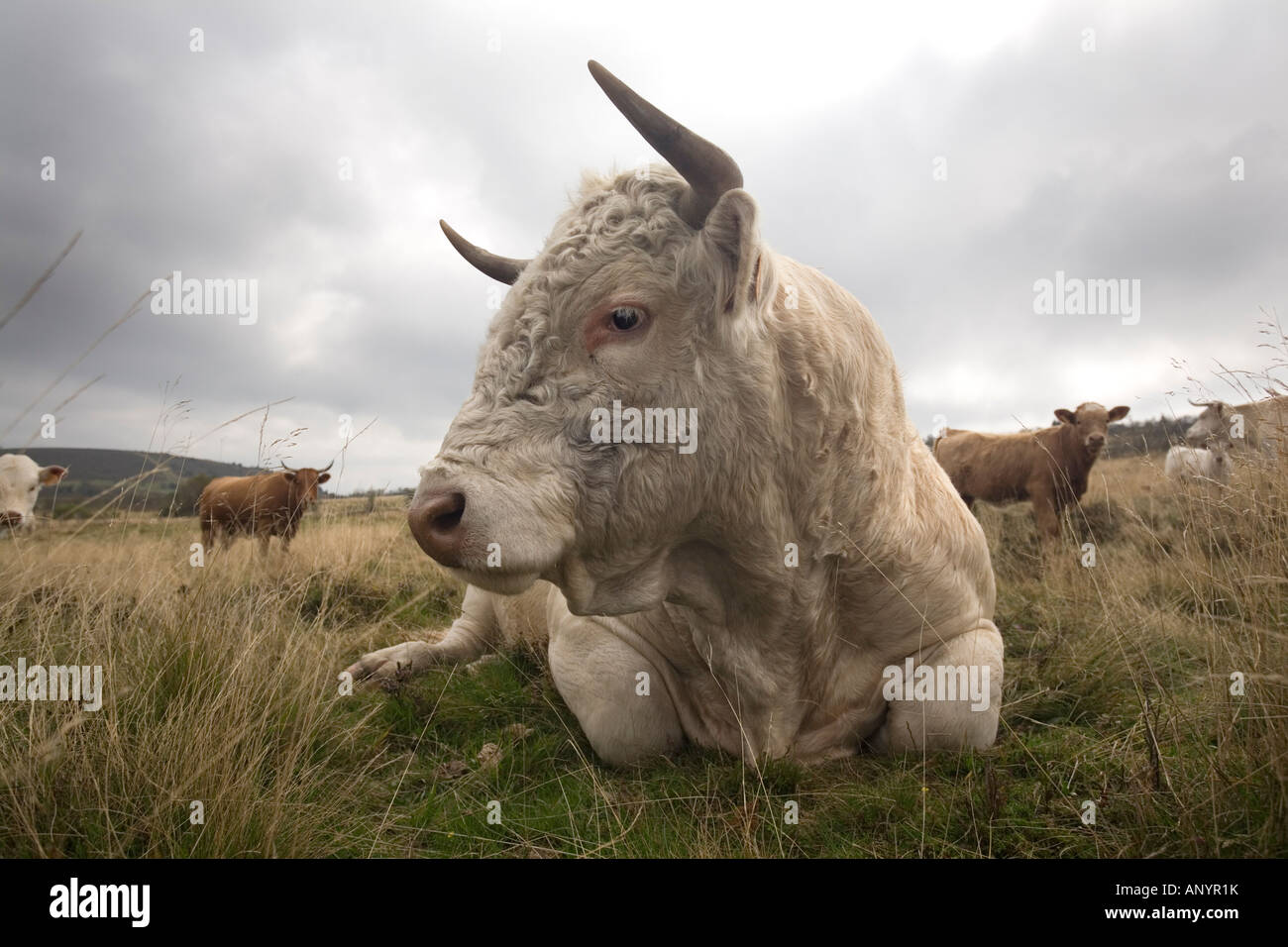 Un taureau Charolais (Bos taurus domesticus), en Auvergne (France).Taureau (Bos taurus domesticus) de race Charolaise, en Auvergne. Banque D'Images