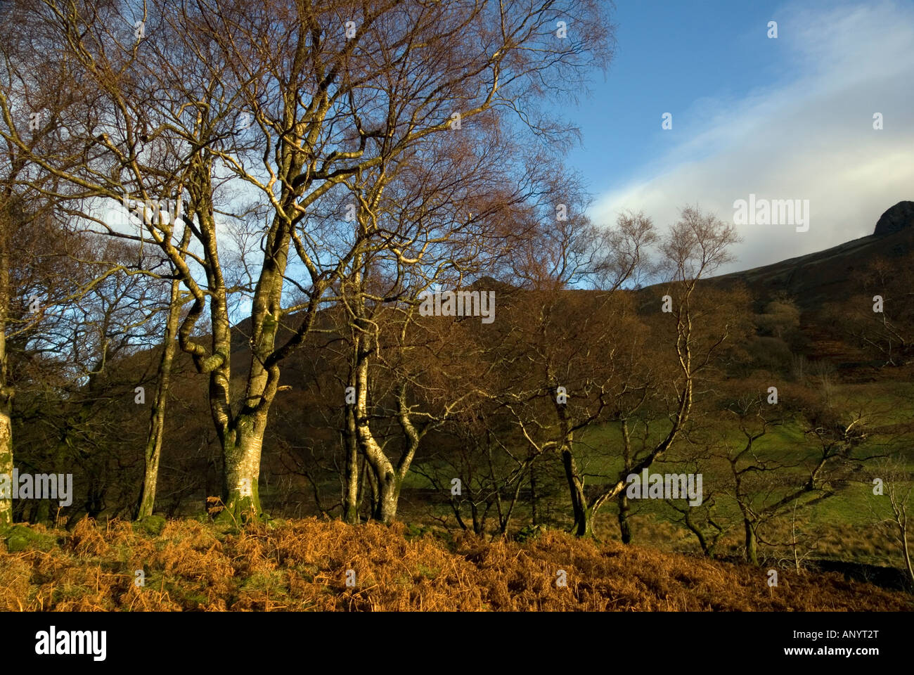 Arbres d'hiver et de fougères en Cumbria vallée watendlath Banque D'Images