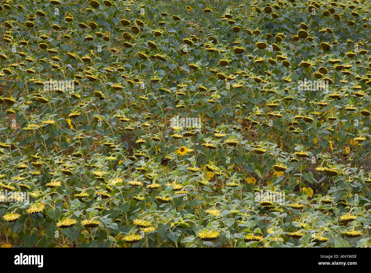 Champ de tournesol Gascogne France Banque D'Images