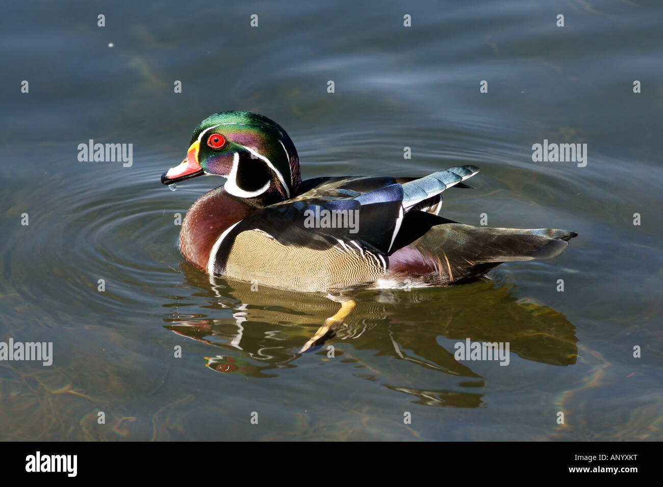 Homme Canard branchu (Aix sponsa) nager sur un lac Banque D'Images