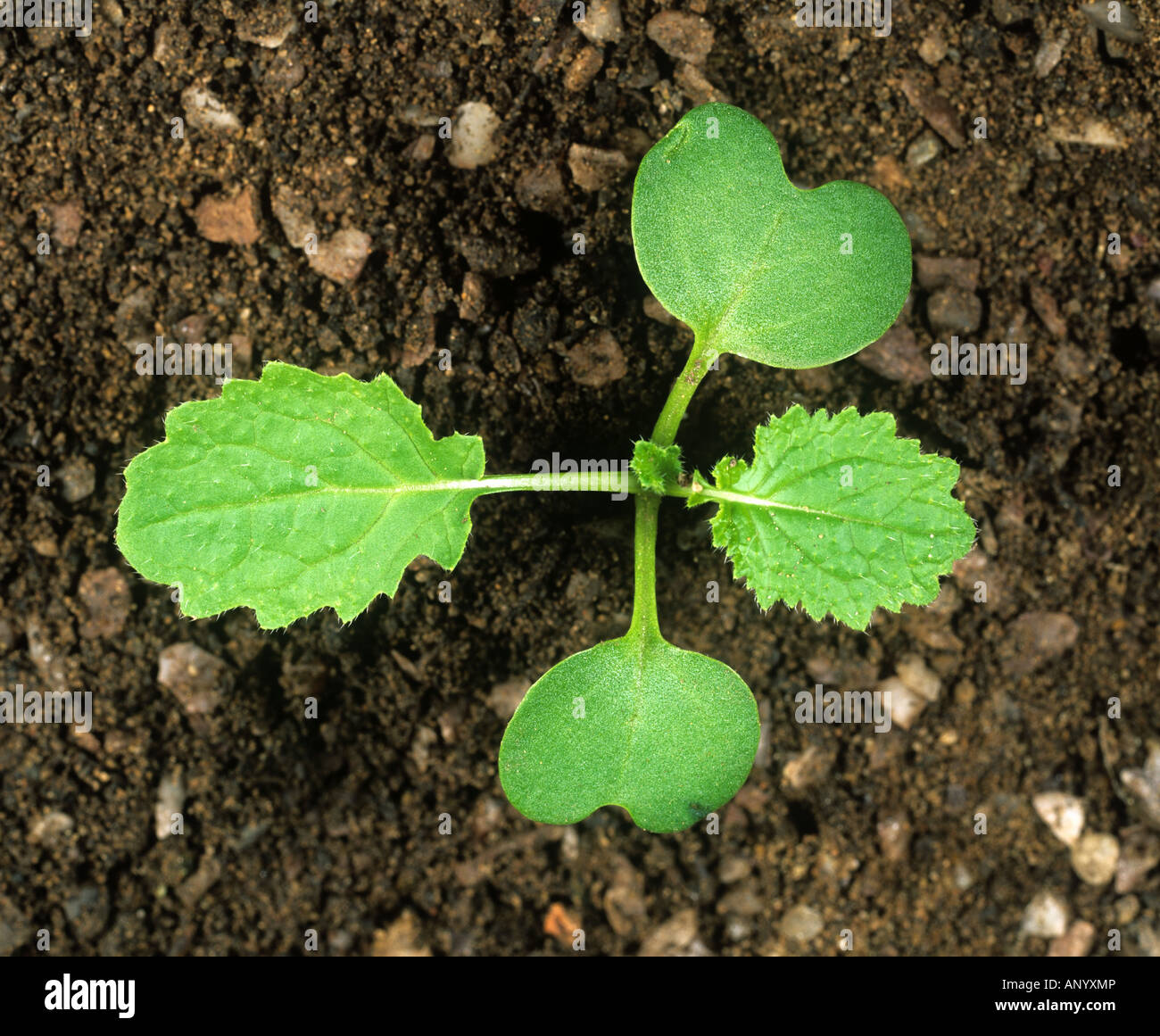 Des semis de navet avec deux vraies feuilles et les cotylédons Banque D'Images