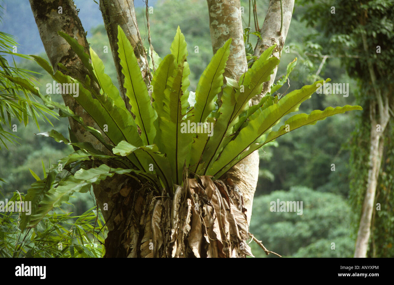 Fougère nid d'oiseaux épiphytes Asplenium nidus sur un tronc d'arbre dans une forêt tropicale de Malaisie Banque D'Images