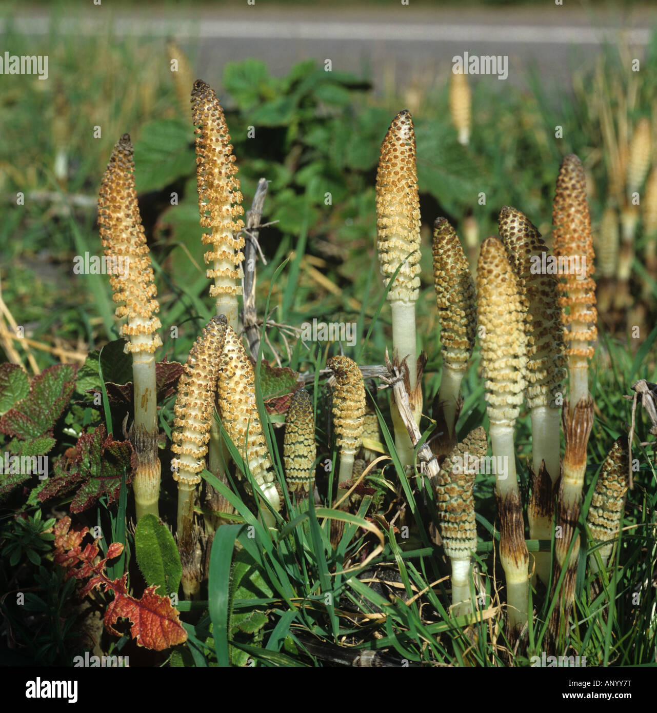 Horsetail commun (Equisetum arvense) non photosynthétique, spore-portante, pousses fertiles ou tiges sur le bord de la route au printemps Banque D'Images