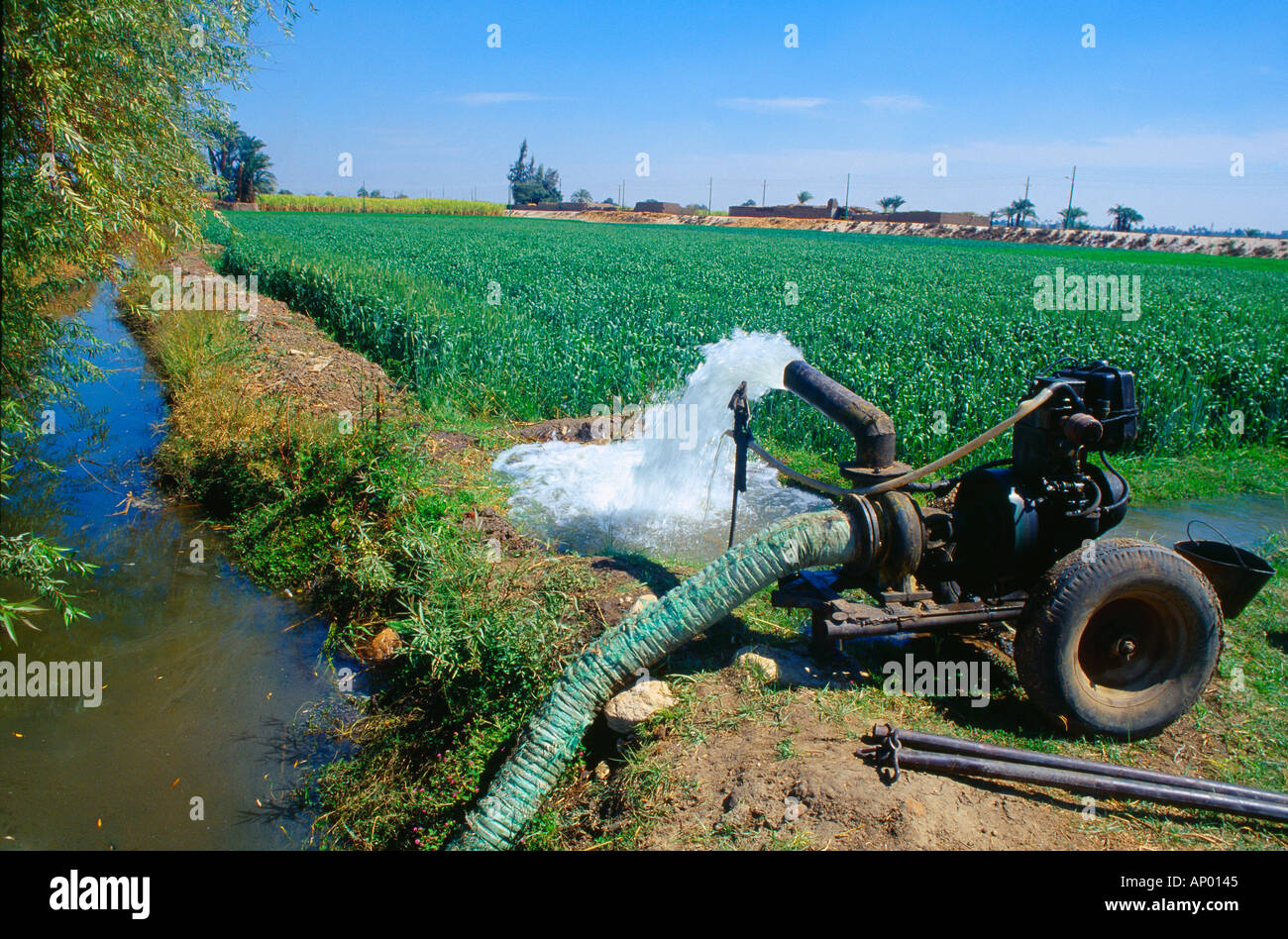 Egypte Louxor rive ouest du Nil l'Irrigation pompe à moteur Champ de blé Banque D'Images