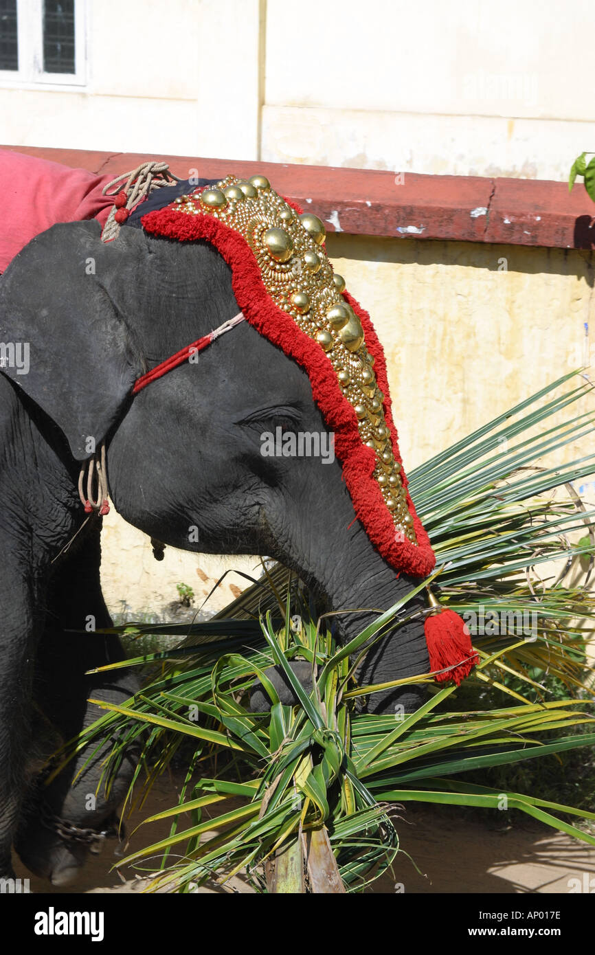 L'éléphant indien décoré pour la fête des lumières de l'Inde Banque D'Images