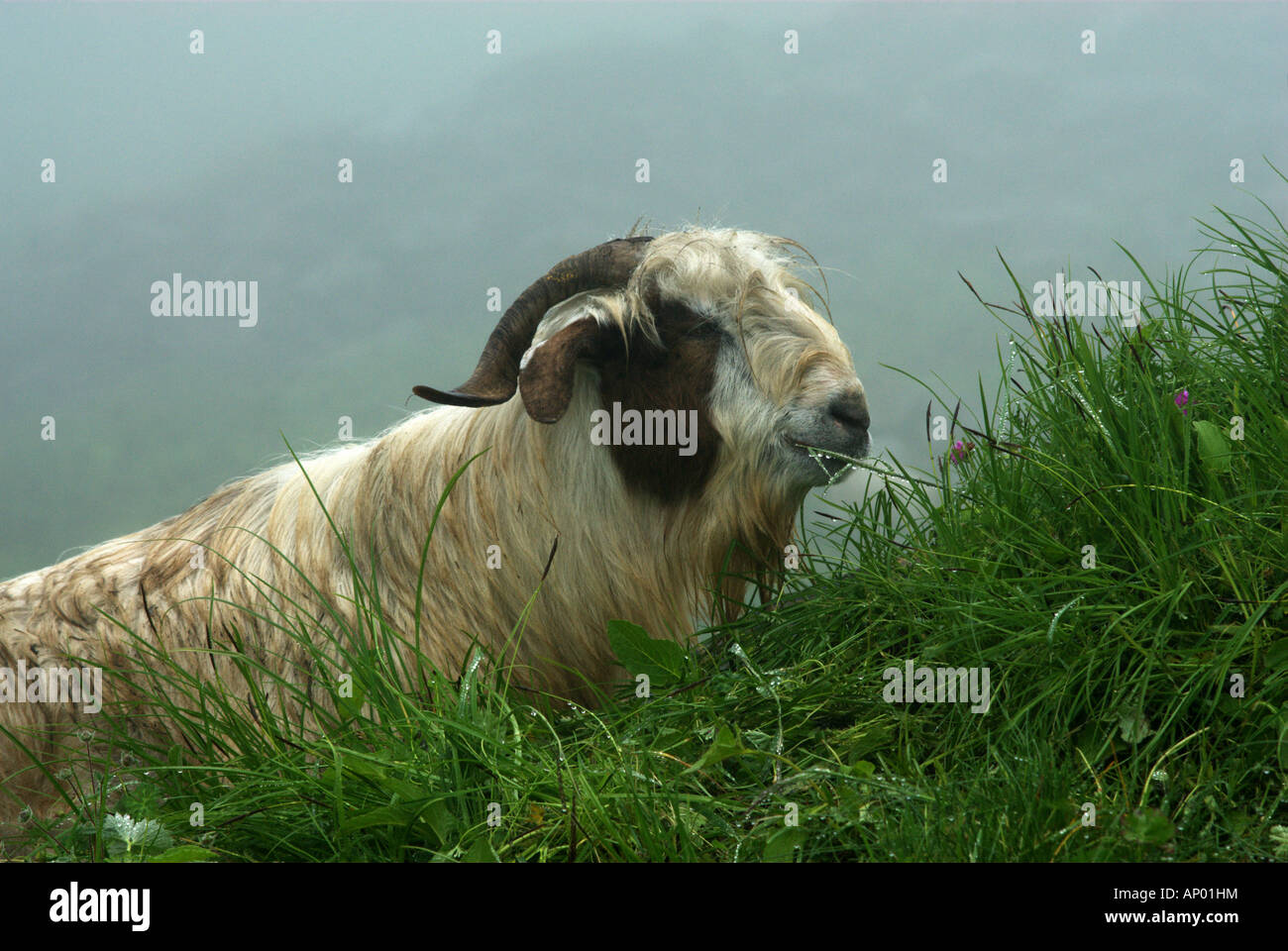 Une chèvre à poil long repose dans l'herbe mouillée pendant la mousson, près du camp de base de l'Annapurna, Népal Banque D'Images