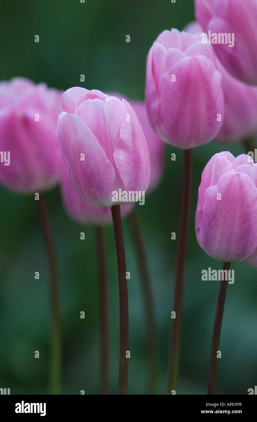 Portrait de tulipes violet et les tiges avec un fond vert Banque D'Images