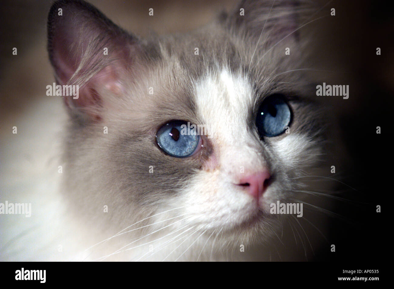 Ragdoll race de chat de spectacle avec des yeux bleus réels et en affant à rien Banque D'Images