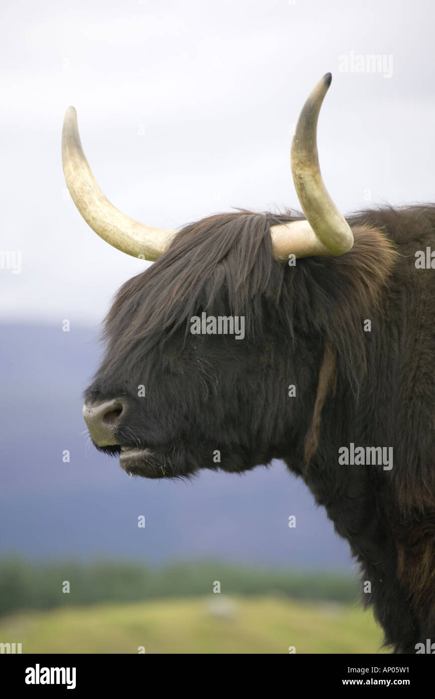 Taureau Highland cattle Banque D'Images