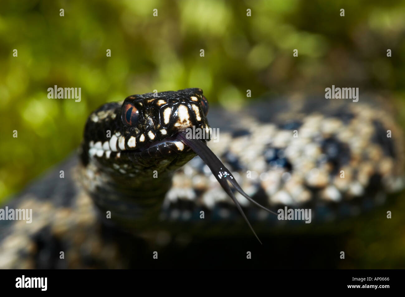 Vipère Vipera berus head shot avec d'effleurement de la langue Banque D'Images