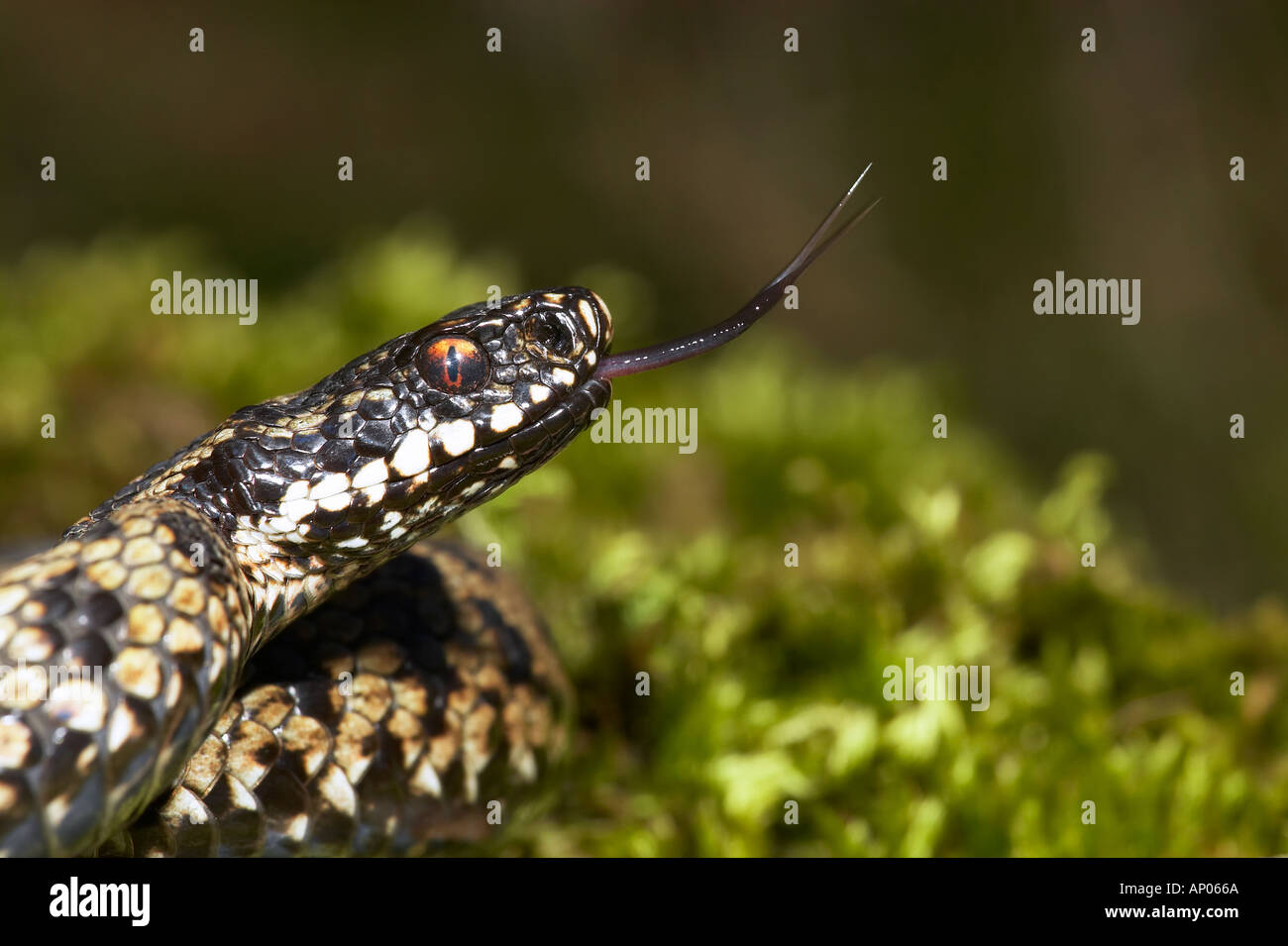 Vipère Vipera berus head shot avec alerte langue effleurant Banque D'Images
