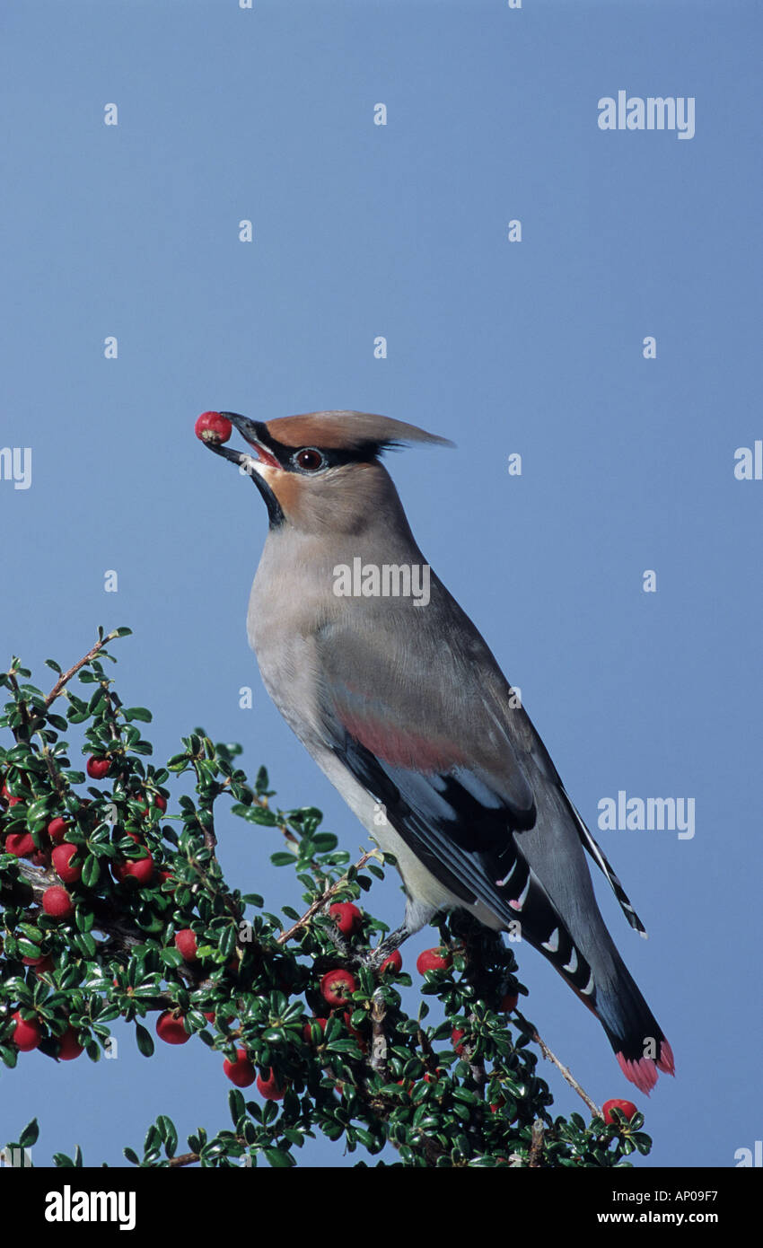 Jaseur boréal Bombycilla japonais (japonica ) Banque D'Images