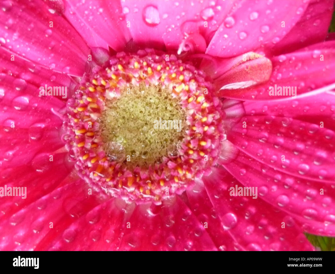 Fleur - Close up Banque D'Images