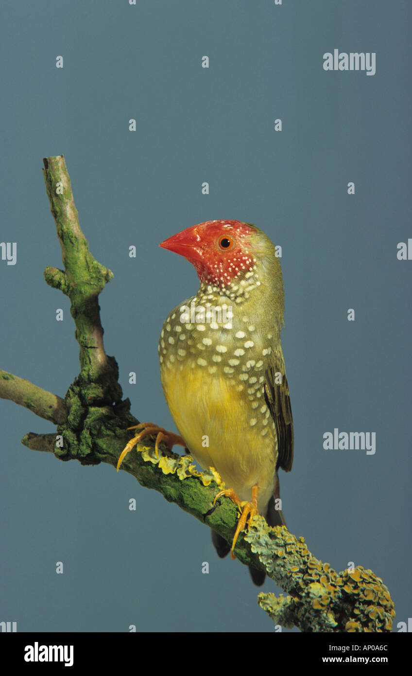 Star Finch (Neochmia ruficauda). Red-tailed Finch, Red-faced Finch, Bruant à queue rouge, Grassfinch Grassfinch. Binsenastrild Banque D'Images