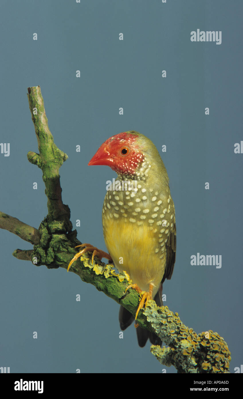 Star Finch (Neochmia ruficauda). Red-tailed Finch, Red-faced Finch, Bruant à queue rouge, Grassfinch Grassfinch. Binsenastrild Banque D'Images