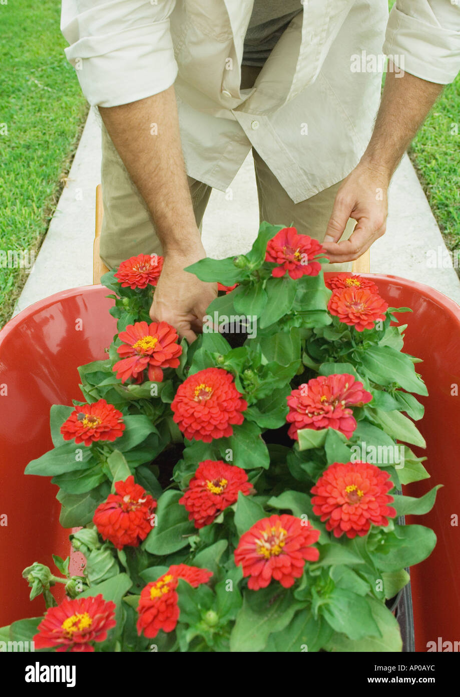 Homme debout en brouette pleine de fleurs, vue partielle Banque D'Images