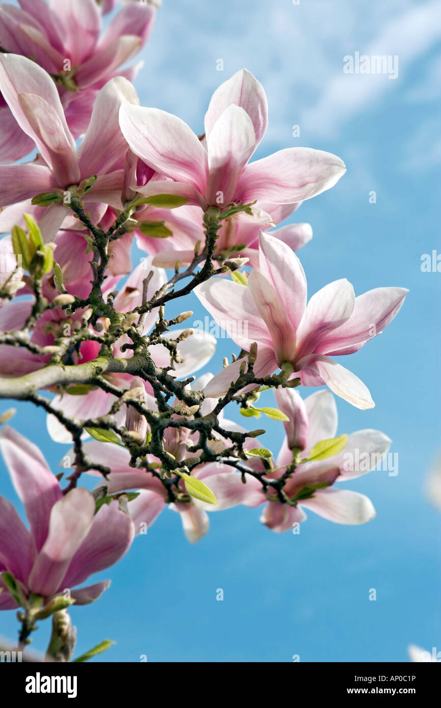 Magnolia fleurs avec ciel bleu en fond de printemps Banque D'Images