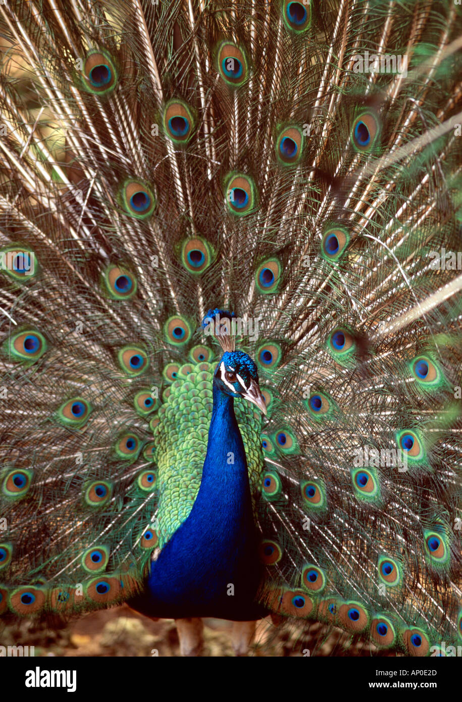 Un paon fans sa queue plumes colorées Banque D'Images