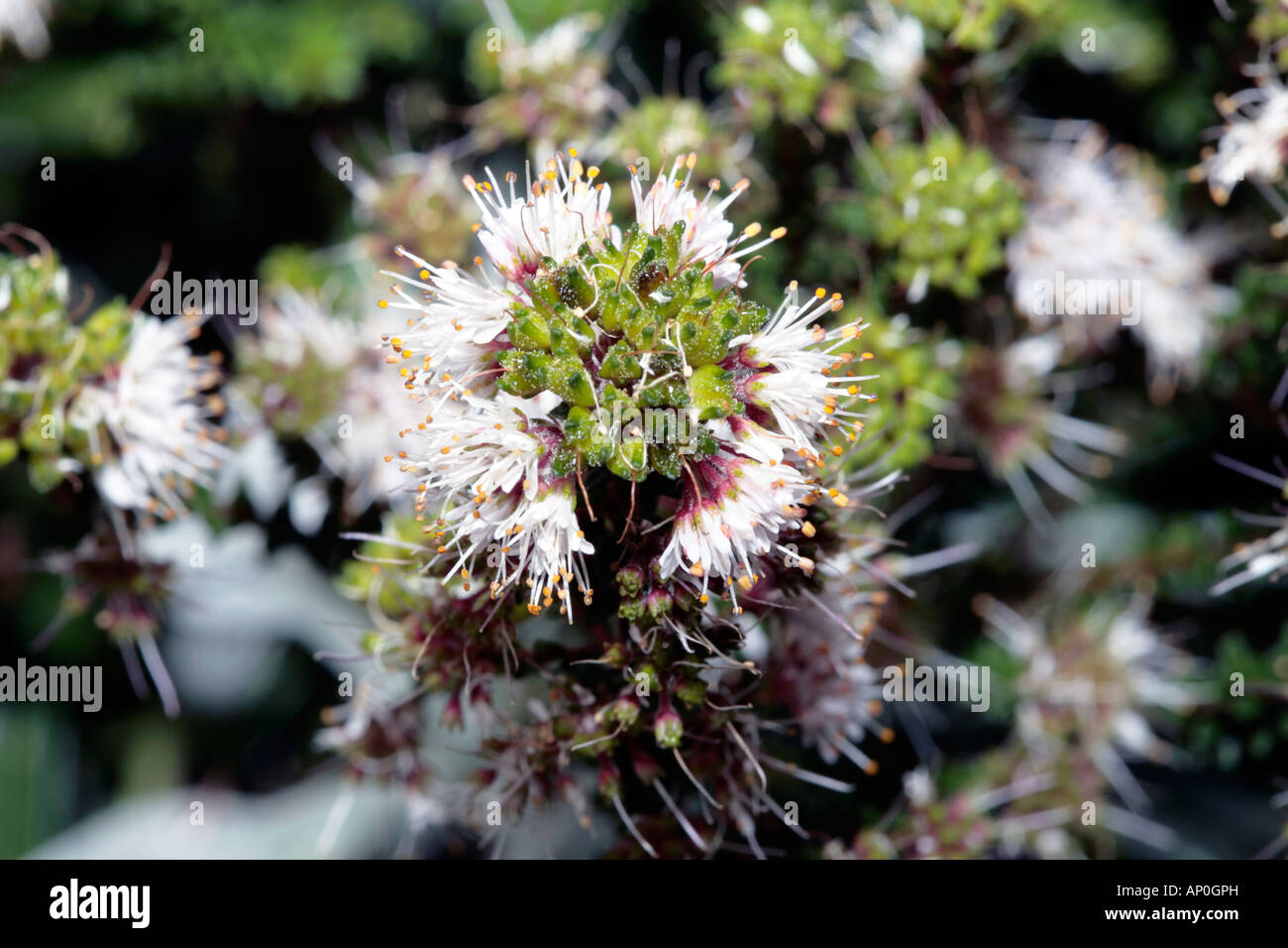 Buchu-Agathosma ciliaris-Famille Rutaceae Banque D'Images