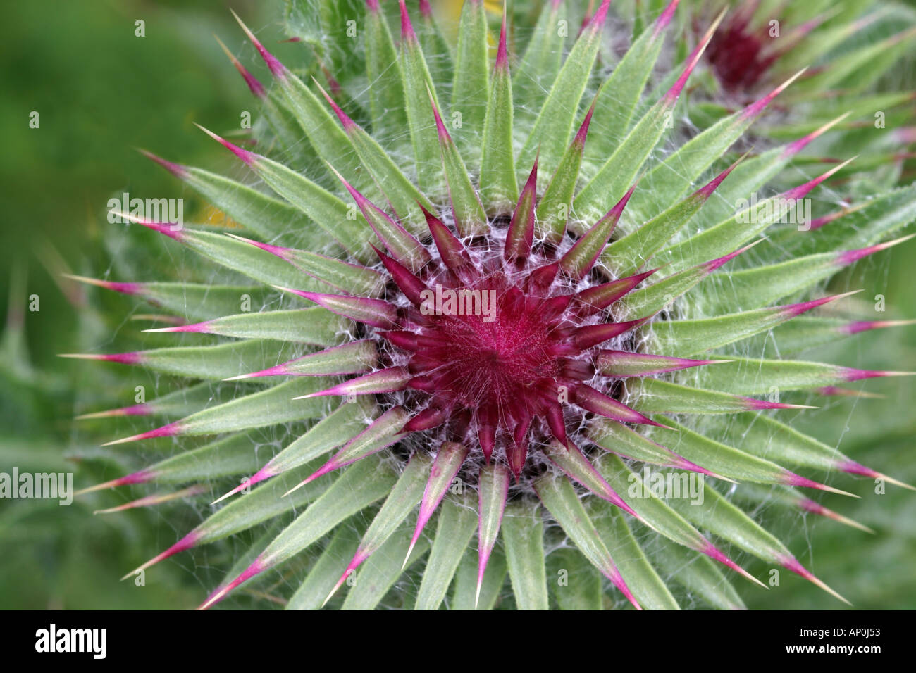 Woolly Thistle flower bud Banque D'Images