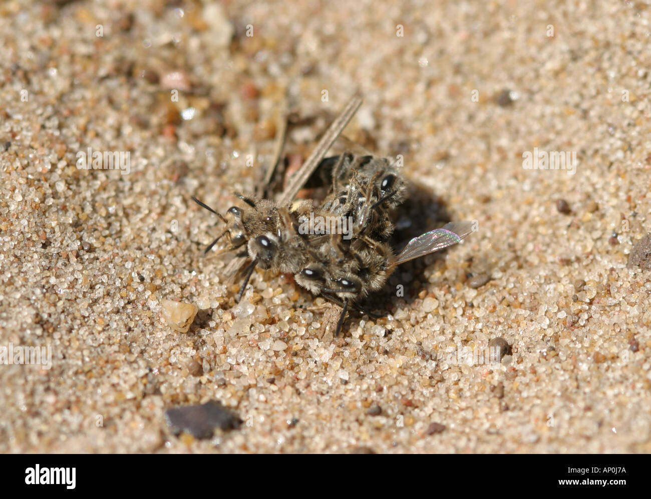 Miner l'accouplement des abeilles dans le sable à billes Banque D'Images