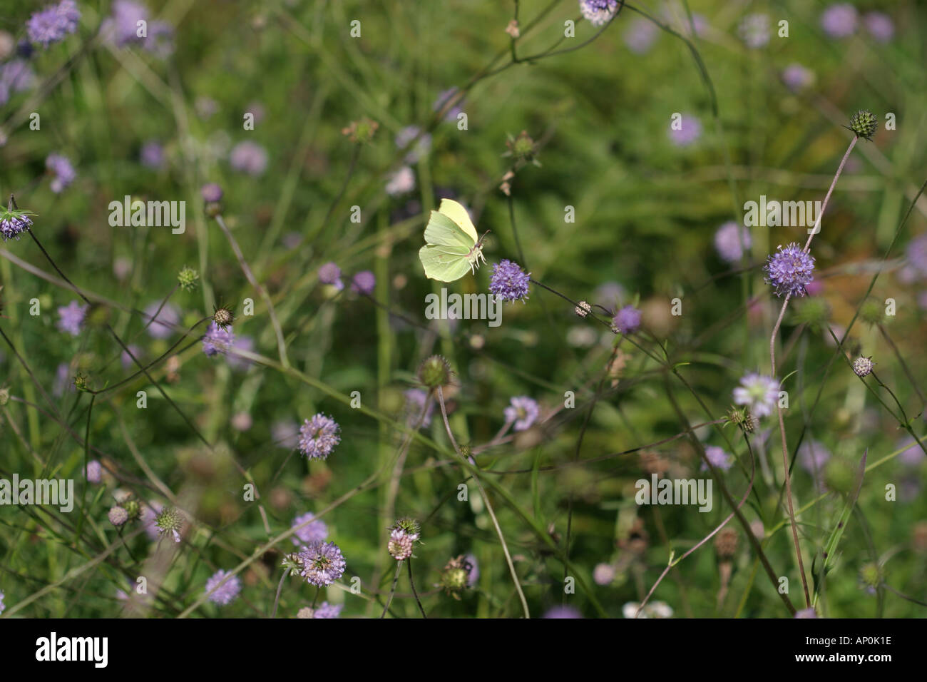 Flying Brimstone Butterfly Gonepterix rhamni atterrissage sur Devil s Bit Scabious flower Banque D'Images