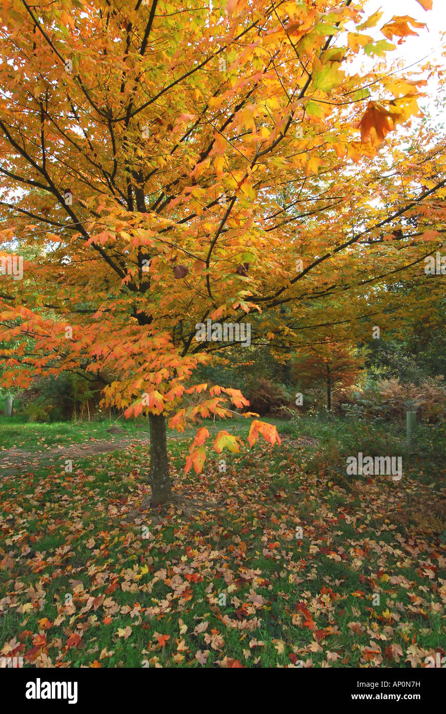 Automne feuillage coloré à Wakehurst Place dans West Sussex uk Banque D'Images