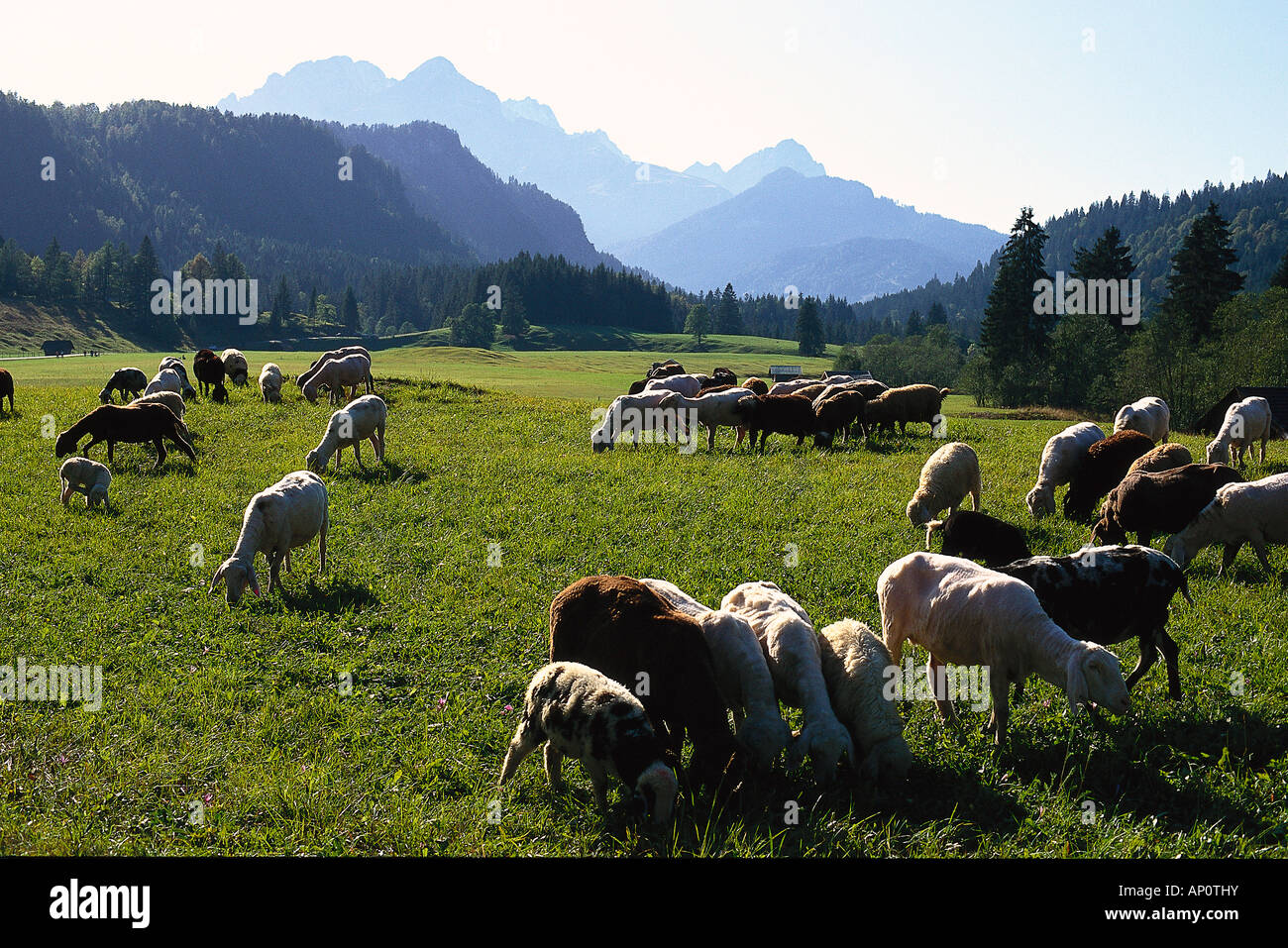 Troupeau de moutons sur l'alpage, Elmau, Haute-Bavière, Allemagne Banque D'Images