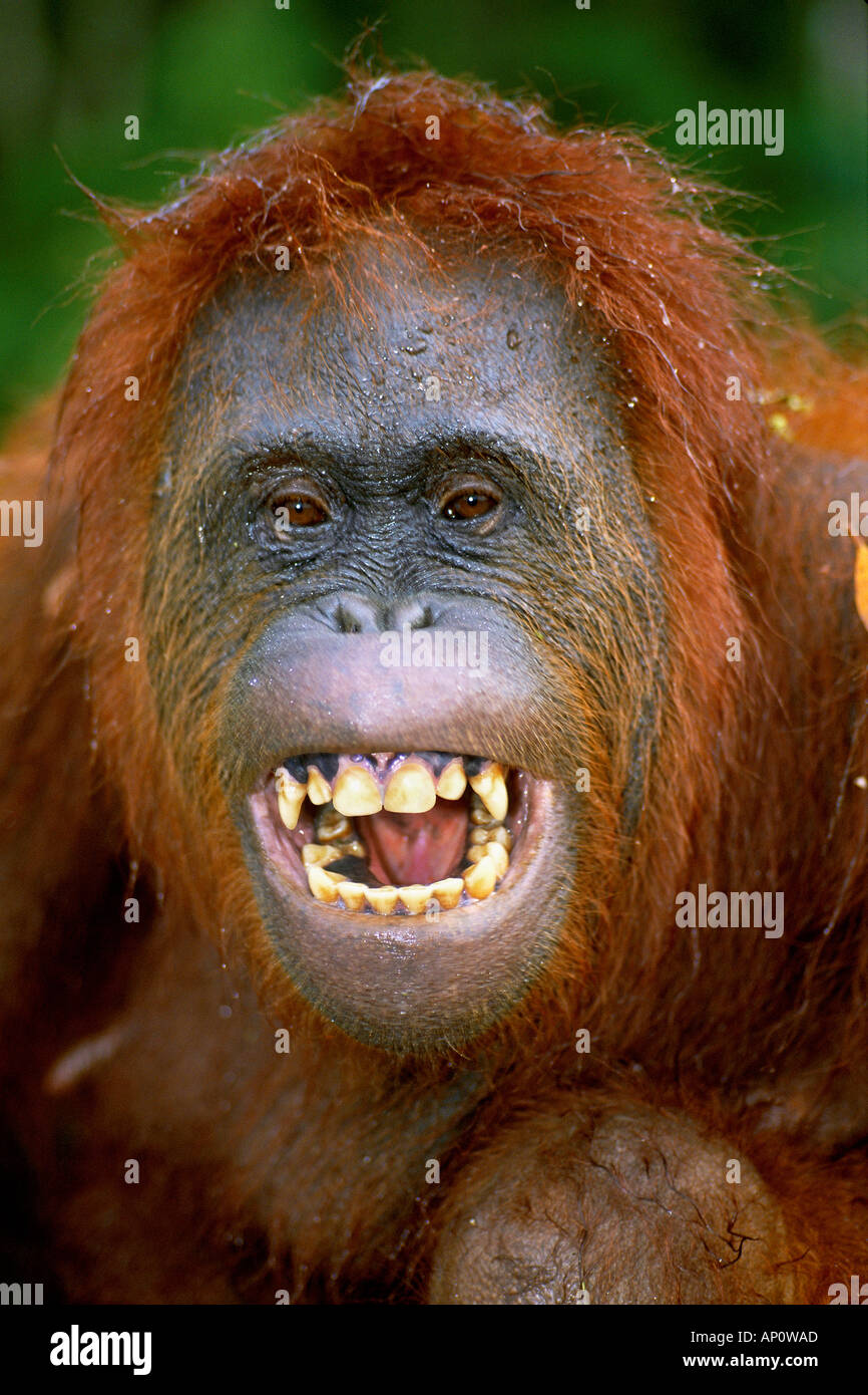 Orang-outan Pongo pygmaeus Parc national de Tanjung Puting à Bornéo en Indonésie Banque D'Images