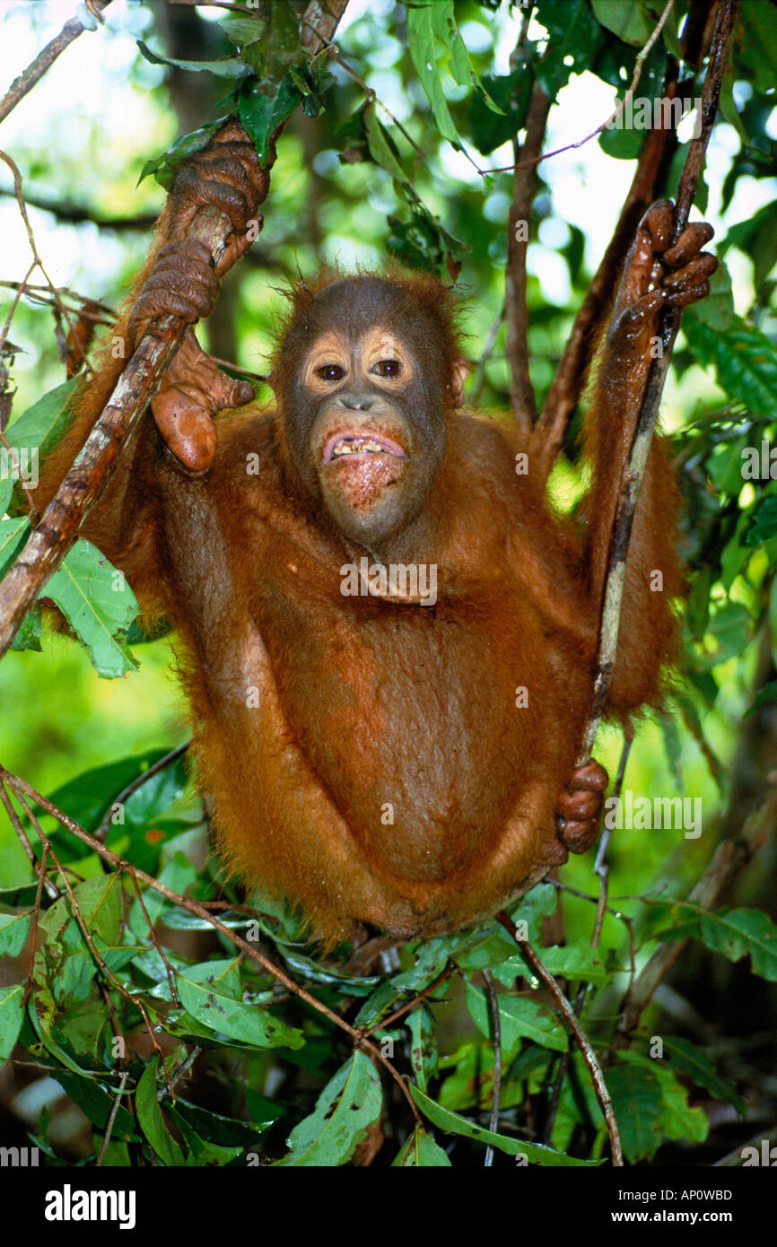 Les jeunes orang-outans de Bornéo Pongo pygmaeus Parc national de Tanjung Puting à Bornéo en Indonésie Banque D'Images