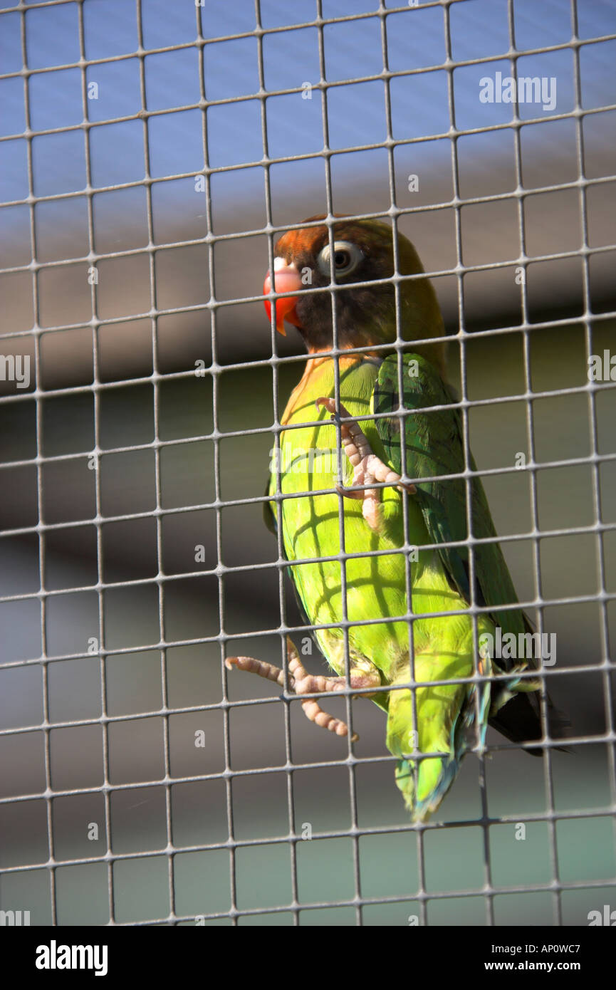 Inséparable à joues noires Agapornis nigrigenis, psittacidés, Banque D'Images