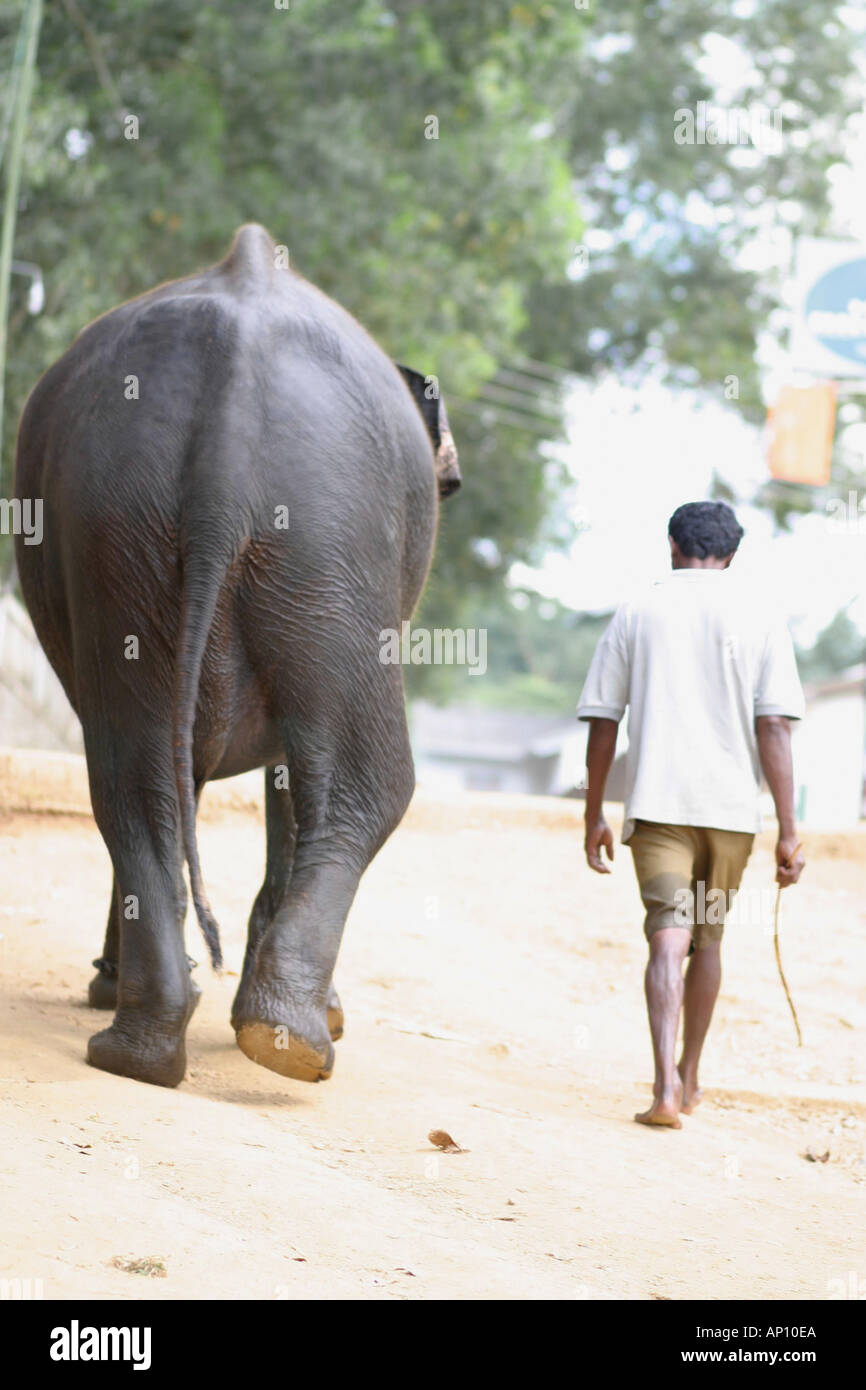 Un éléphant et son cornac Pinnewala Sri Lanka Banque D'Images