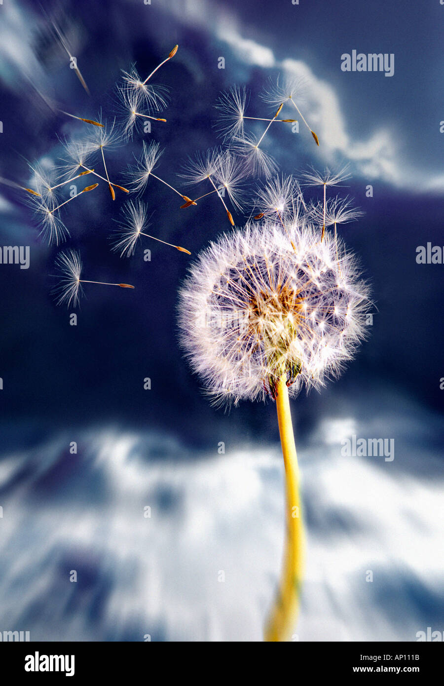 Vent qui souffle les graines d'une fleur de pissenlit avec ciel et fond de  nuage Photo Stock - Alamy