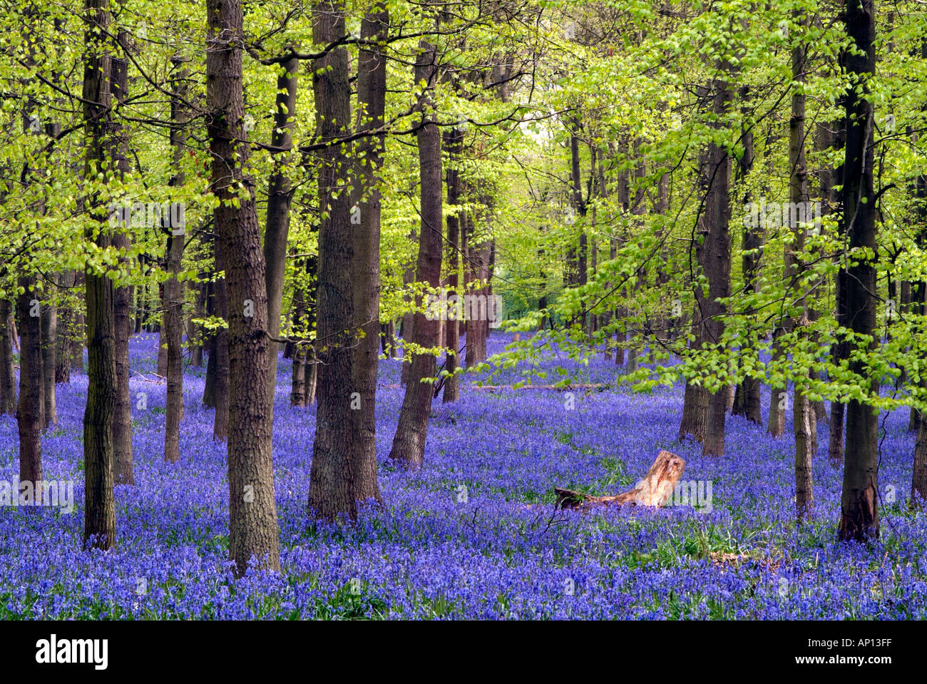 Bois de hêtre en jacinthes bleues et vertes éclatantes avec souche d'arbre pour le contraste Banque D'Images