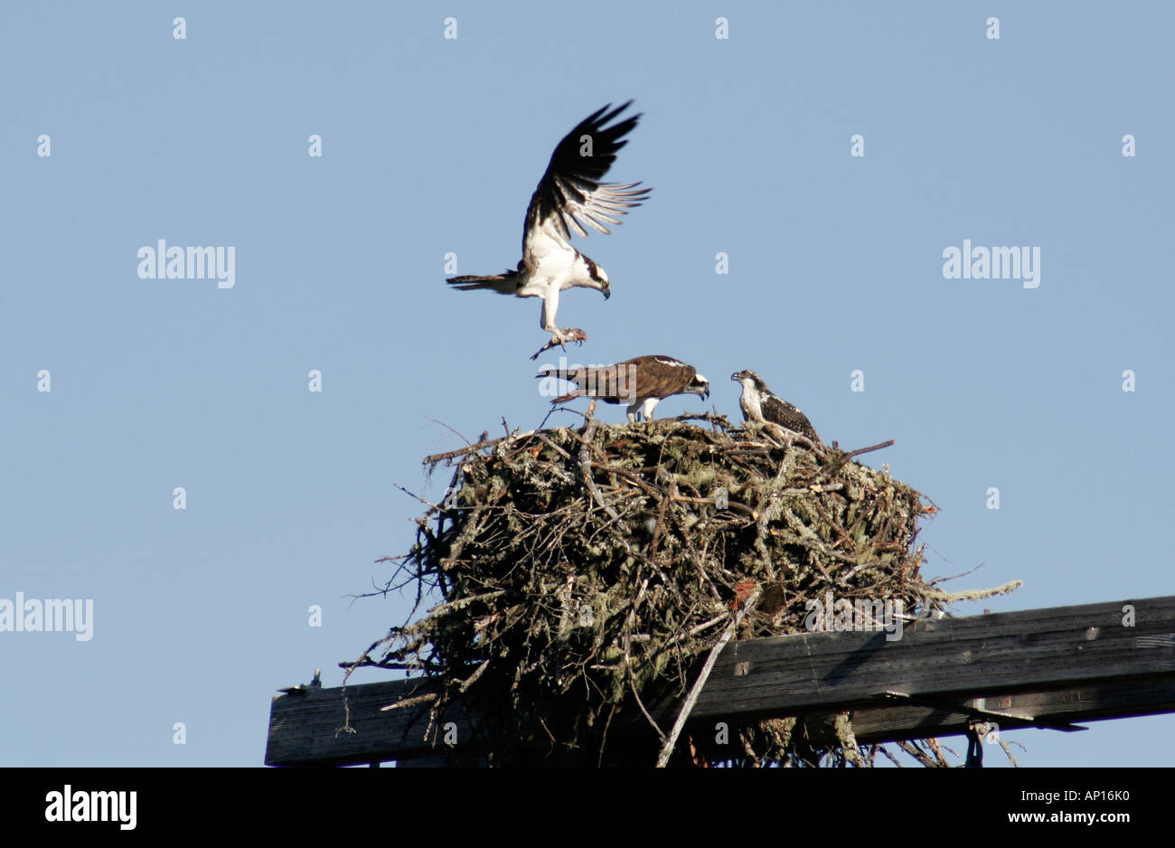 Osprey landing au nid avec des poissons en griffes. Banque D'Images