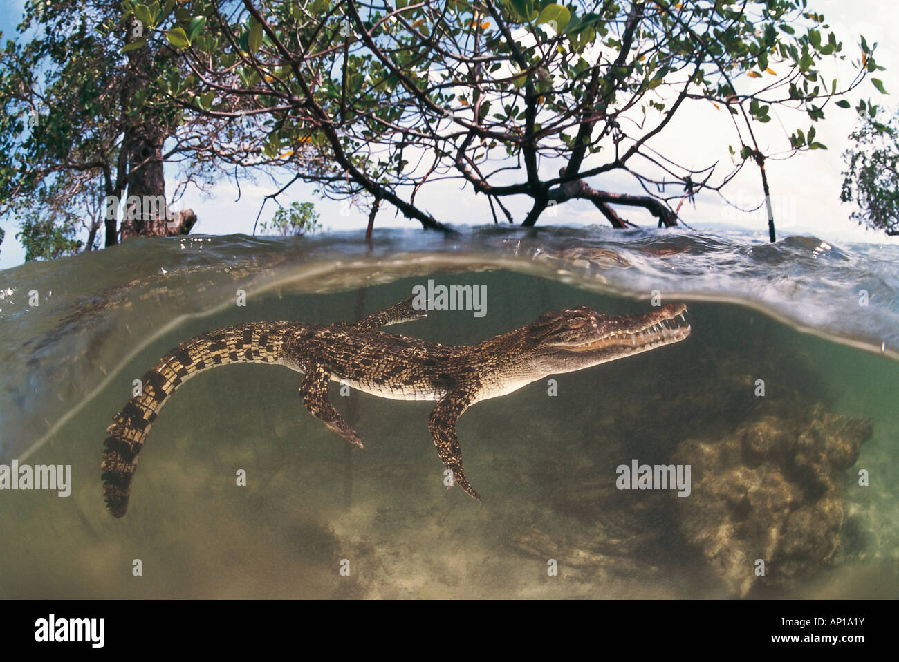 Saltwater crocodile (Crocodylus porosus), les jeunes entre les racines de mangrove Banque D'Images