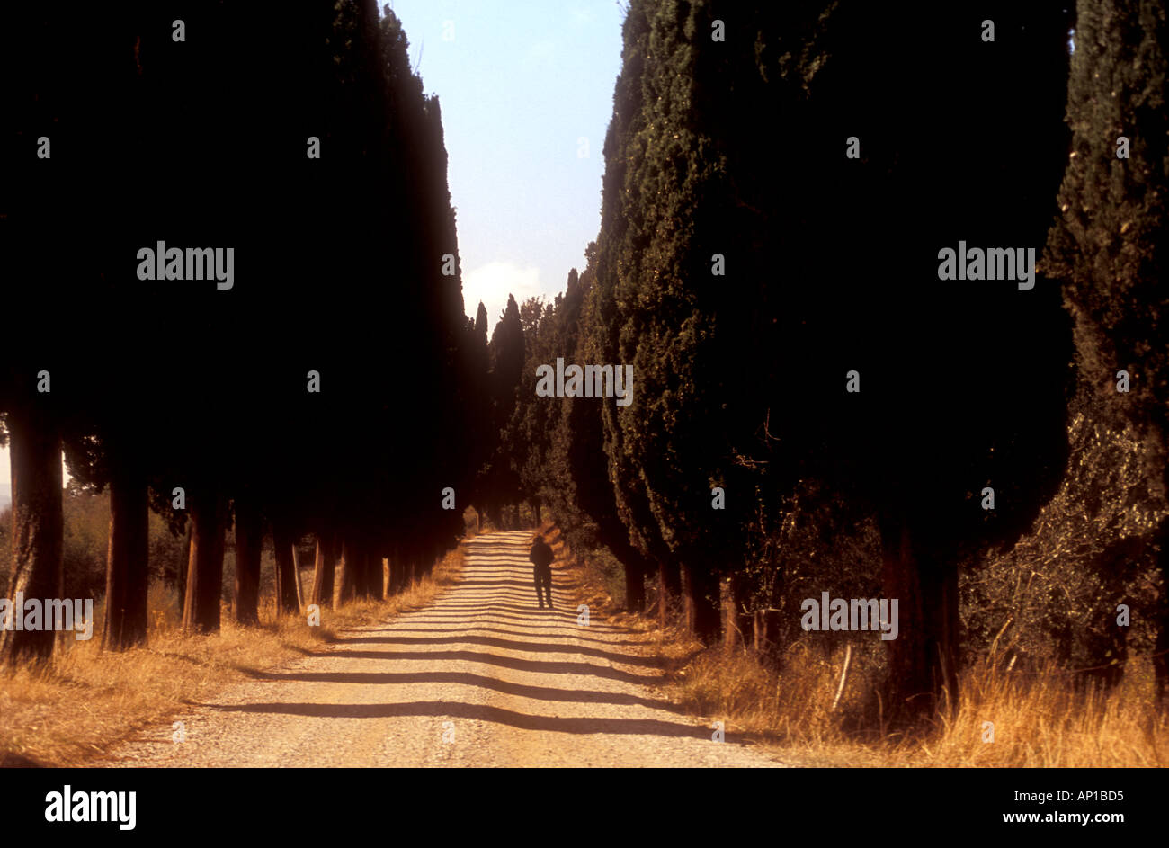 Walker sur la strada bianca avenue de cyprès près de Oliveto Maggiore monastère toscane italie Banque D'Images