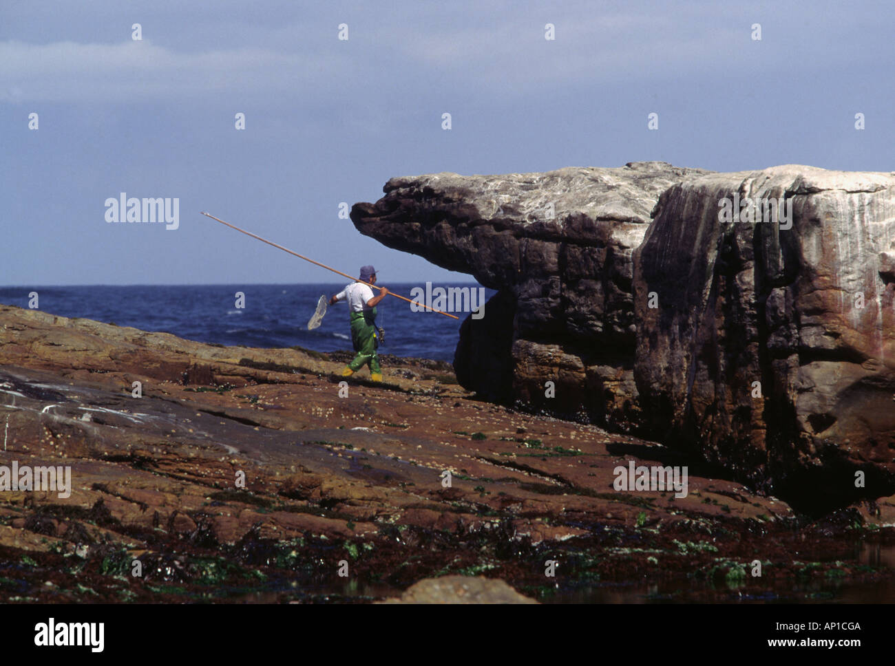 L'homme est un poisson de pêche de capture capture le poulpe dans l'eau de l'océan Atlantique, le Cap de Bonne Espérance. Banque D'Images