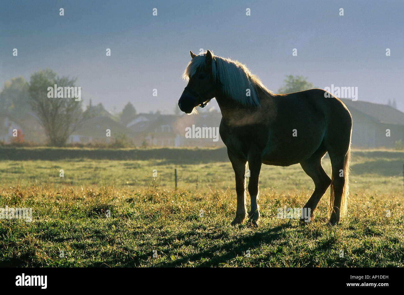 Un cheval dans un champ, terre, Blaues Murnauer Moss, Haute-Bavière, Bavaria, Germany, Europe Banque D'Images