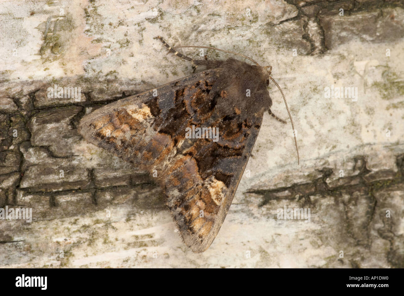 Petit angle de teintes - Euplexia lucipara Banque D'Images