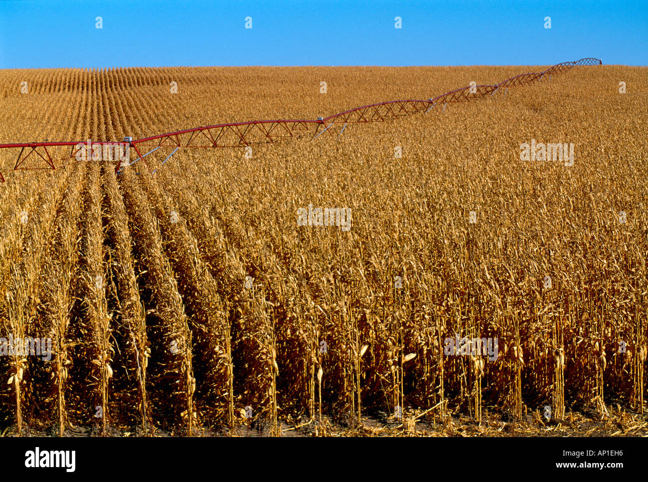 Un grand champ de récolte du maïs-grain prêt à maturité avec un système d'irrigation à pivot central qui traverse le domaine / New York, USA Banque D'Images