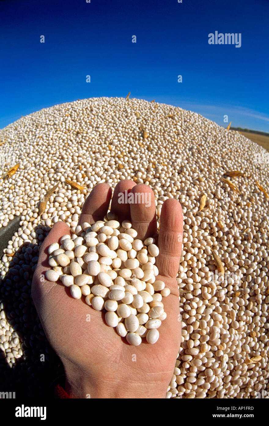 Une main courante récoltés secs Haricots (haricots blancs ou de haricots) avec des haricots entassés dans un camion de grain dans l'arrière-plan / Canada. Banque D'Images