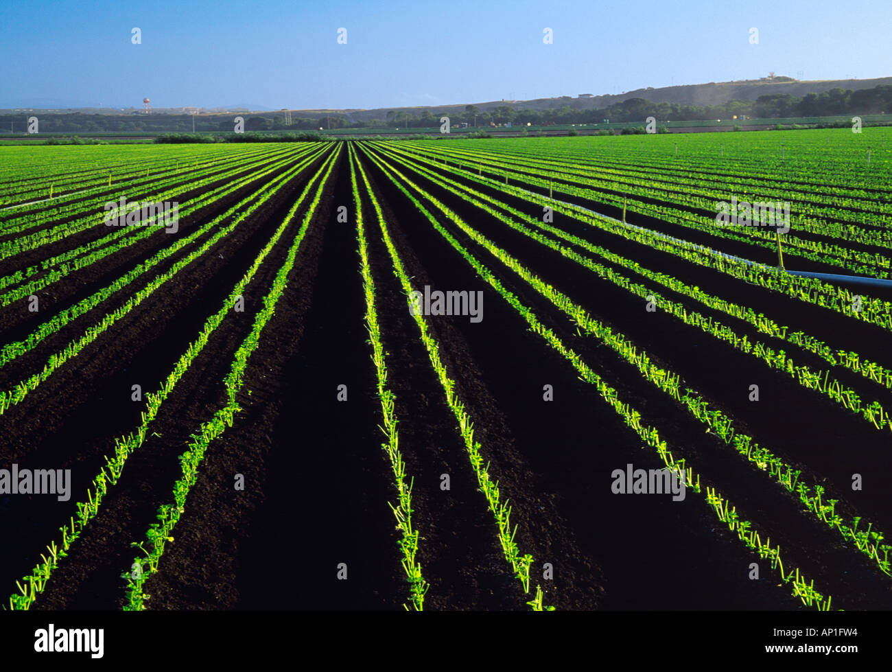Agriculture - début de la croissance des semis transplantés de céleri de plus en plus riches en sol noir / Salinas Valley, Californie, USA. Banque D'Images
