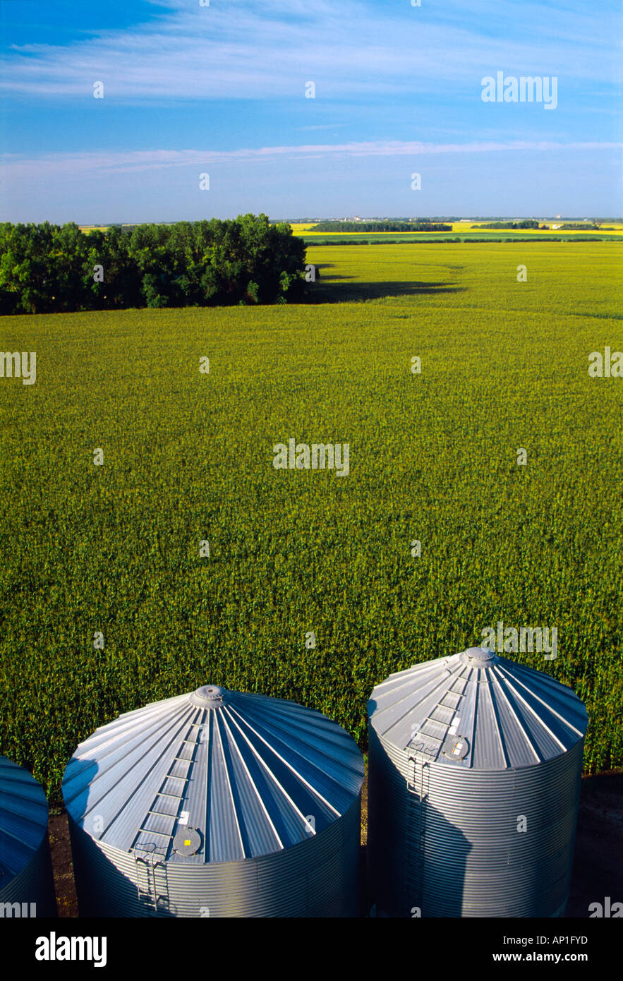 Agriculture - Domaine de croissance moyenne du maïs-grain à pampilles entièrement en fin d'après-midi la lumière avec des cellules à grains dans l'avant-plan / Canada. Banque D'Images