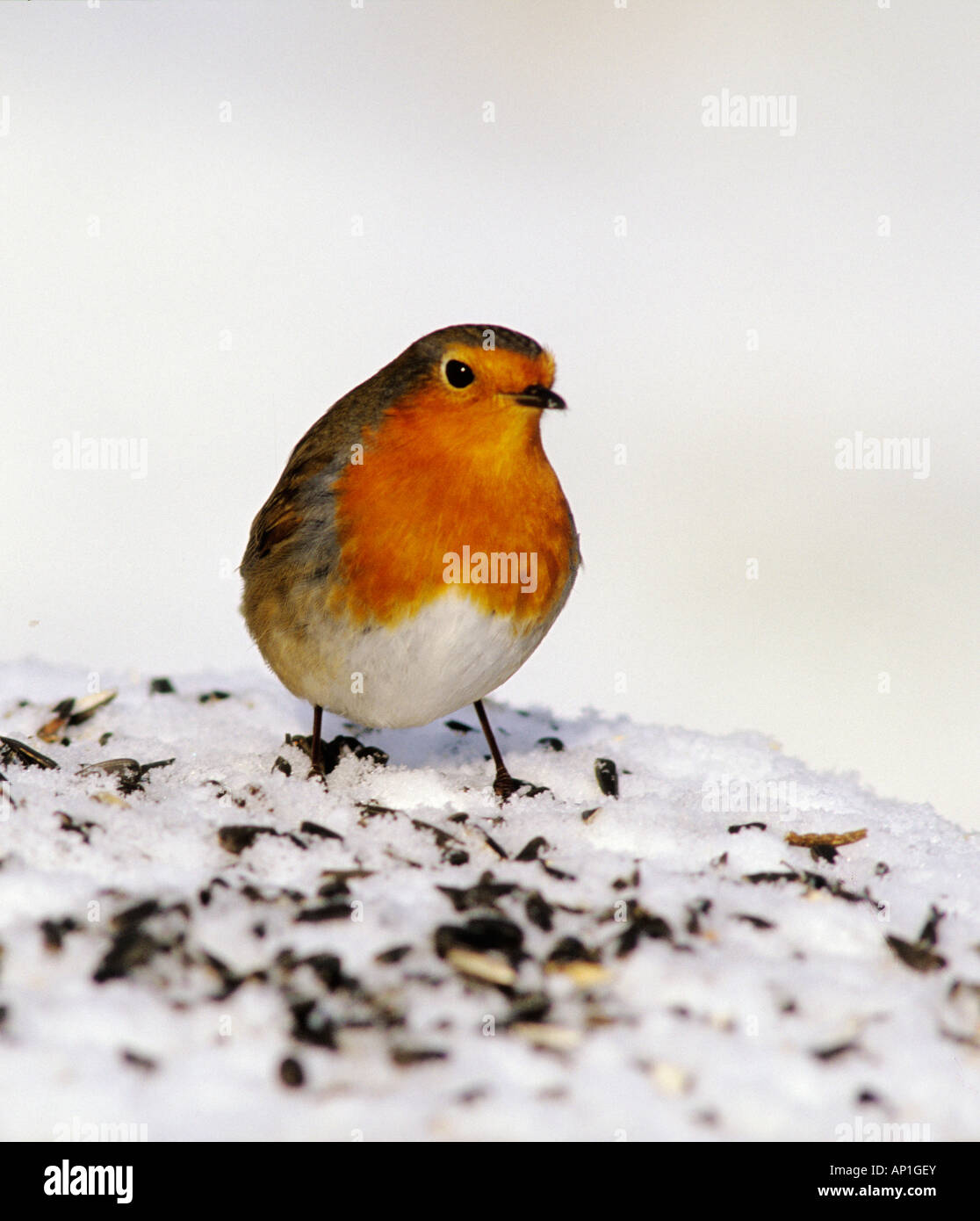 Erithacus rebecula se nourrissant d'oiseaux dans la neige couverts de table jardin Kent UK winter Banque D'Images Erithacus rebecula se nourrissant d'oiseaux dans la neige couverts de table jardin Kent UK winter Banque D'Images