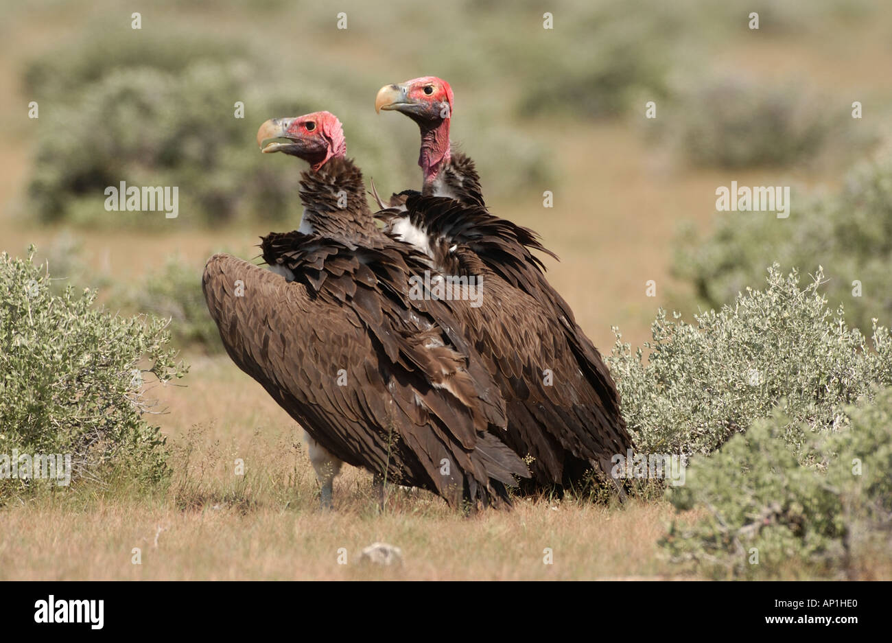 Couple de vautours Torgos micaceus Coprin micacé face Namibie Etosha Banque D'Images