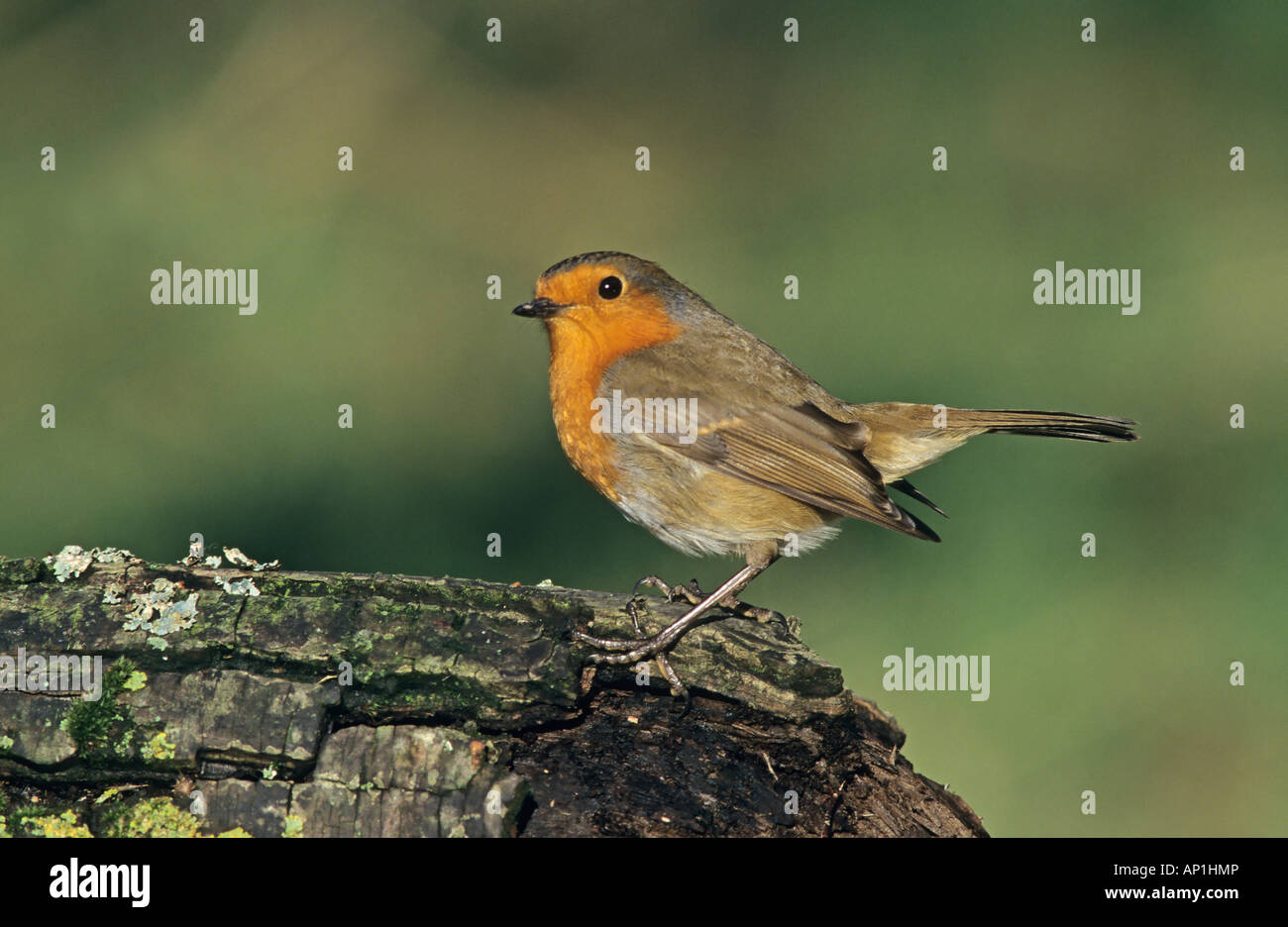 Erithacus rubecula aux abords du jardin en hiver UK Kent Banque D'Images Erithacus rubecula aux abords du jardin en hiver UK Kent Banque D'Images