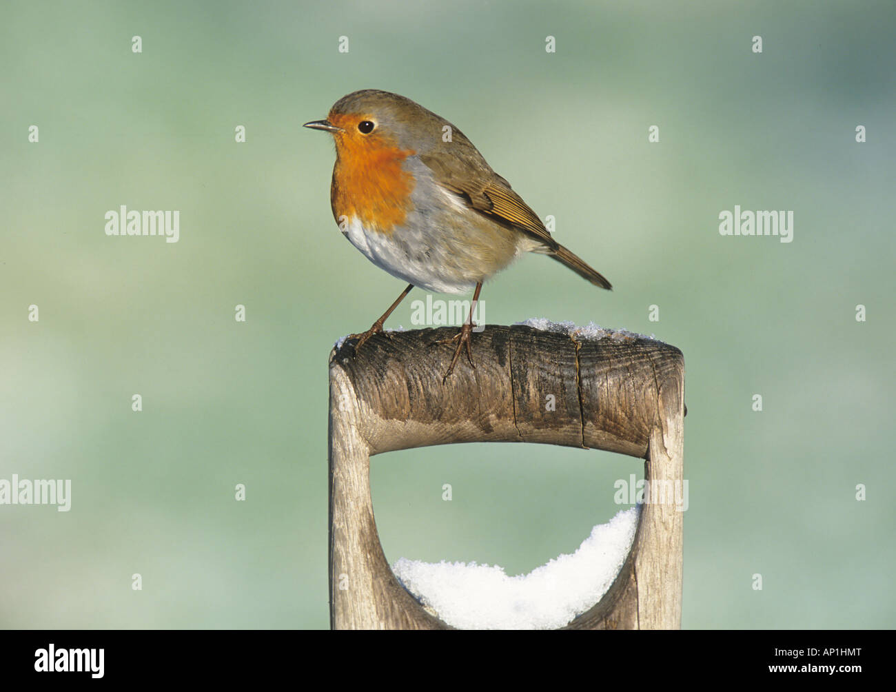 Erithacus rubecula aux abords sur la neige couverts spade poignée en hiver jardin Kent UK Banque D'Images Erithacus rubecula aux abords sur la neige couverts spade poignée en hiver jardin Kent UK Banque D'Images