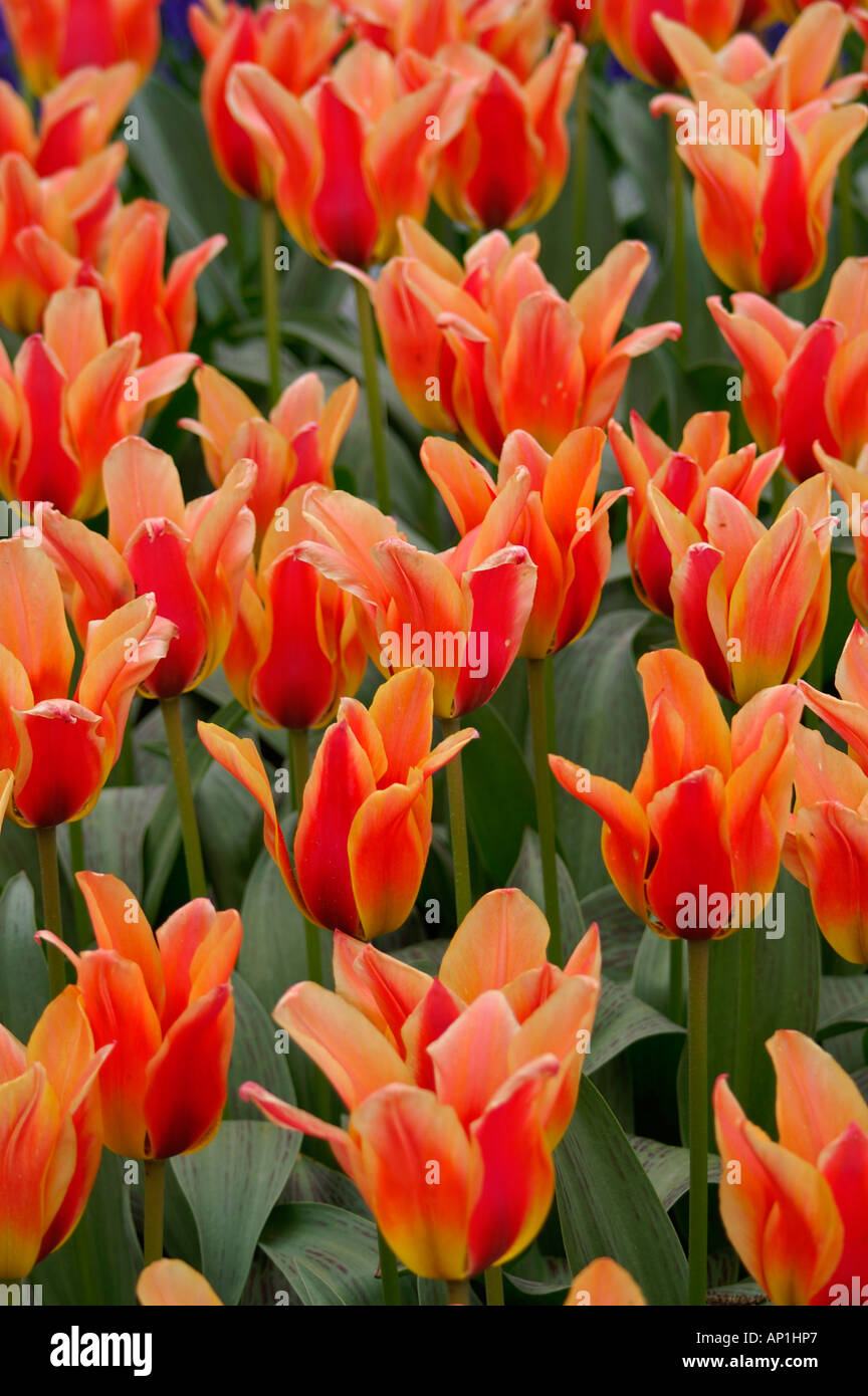 Orange Rose Rouge tulipe Banque D'Images
